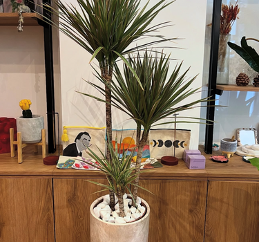 Dracaena in Rustic Pot Indoor Plants UAE