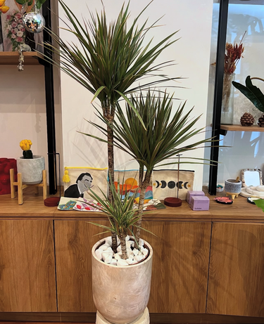 Dracaena in Rustic Pot Indoor Plants UAE