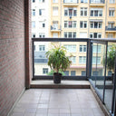 Dracaena Draco – Multi Stem Dragon Tree 9