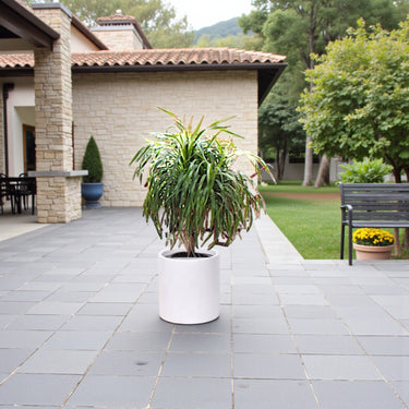 Dracaena Draco – Multi Stem Dragon Tree 10
