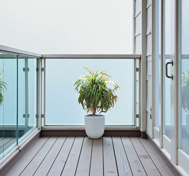 Dracaena Draco – Multi Stem Dragon Tree 2