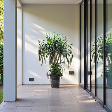 Dracaena Draco – Multi Stem Dragon Tree 11