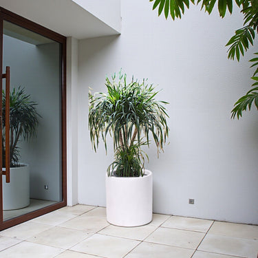 Dracaena Draco – Multi Stem Dragon Tree 12