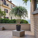 Dracaena Draco – Multi Stem Dragon Tree 7