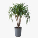 Dracaena Draco – Multi Stem Dragon Tree 5