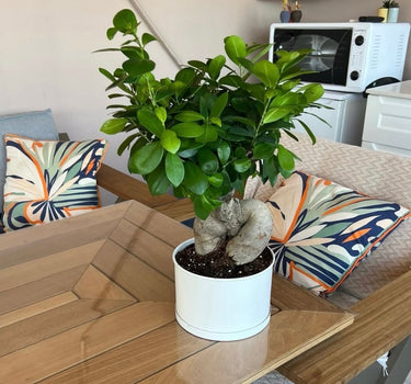 Bonsai Table Plant Premium
