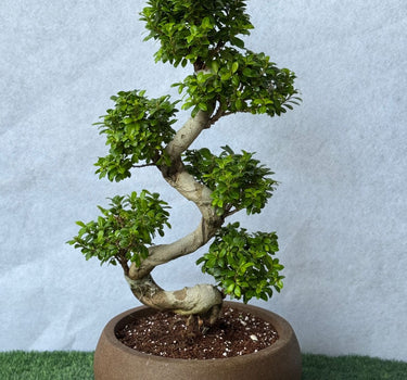 Bonsai Japanese Plant 110-130cm