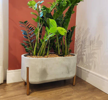 Indoor Plant Zizi in Rectangle Pot
