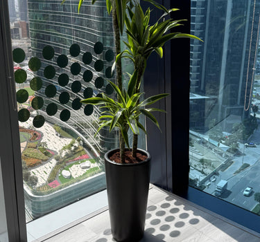 Office Plant Dracaena  Lemon