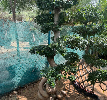 Giant Bonsai Tree - Special Trunk