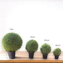 Ehretia Microphylla – Fukien Tea Tree – Ehretia Ball Shape 5