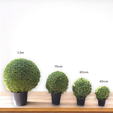 Ehretia Microphylla – Fukien Tea Tree – Ehretia Ball Shape 5