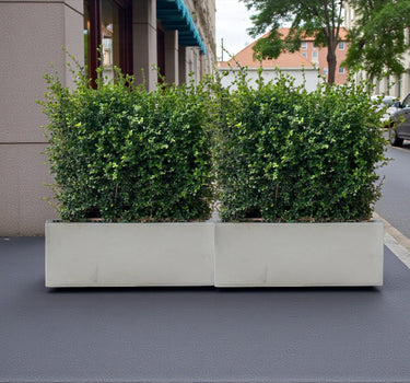 Ehretia Microphylla Hedge Shape 4