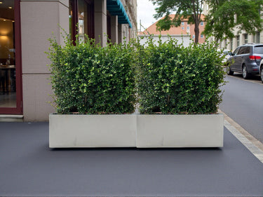 Ehretia Microphylla Hedge Shape 4