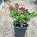 Elegant Bougainvillea Flower Decoration Plants Dubai. Potted plant with pink flowers in a garden setting