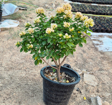 Elegant Bougainvillea Flower Decoration Plants Dubai. Potted plant with yellow flowers on a stone surface