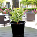 Eranthemum Variegated - Pseuderanthemum 2