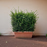 Ehretia Microphylla Hedge Shape 1