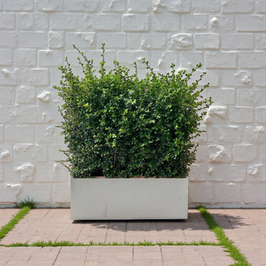 Ehretia Microphylla Hedge Shape 3