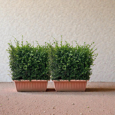 Ehretia Microphylla Hedge Shape 2