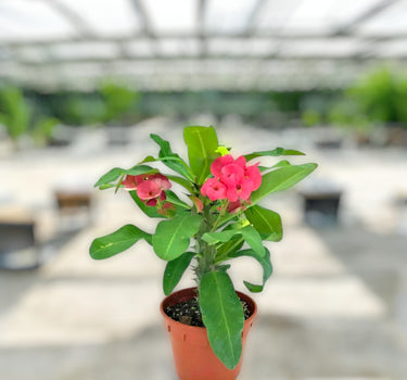 Euphorbia millii – Crown of Thorns 1