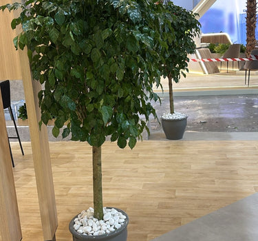 Chinadoll Big Head Plants UAE