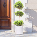 Ficus Panda – 3 Head – Ficus Retusa 3