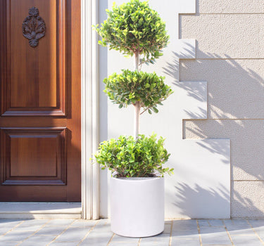 Ficus Panda – 3 Head – Ficus Retusa 3