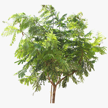 Peltophorum inerme – Yellow Poinciana 4