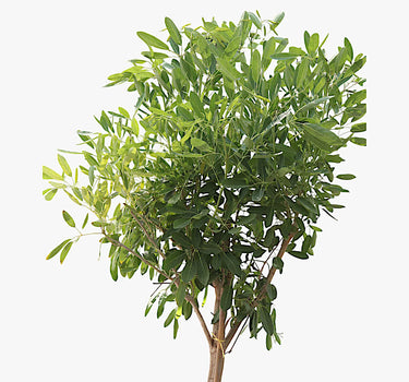 Tabebuia Argentea – Golden Bell Tree
