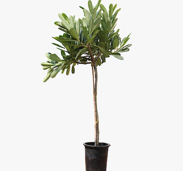 Plumeria Obtusa – Frangipani Tree 1