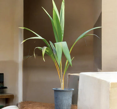 Cocos nucifera – Coconut Palm 1
