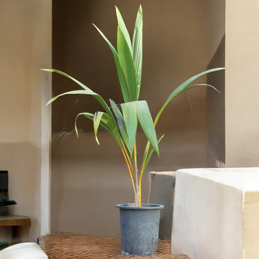 Cocos nucifera – Coconut Palm 1