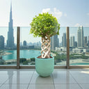 Ficus Benjamina – Cage Shape (1.5-1.8 m) 3