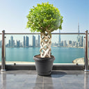Ficus Benjamina – Cage Shape (1.5-1.8 m) 1
