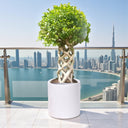 Ficus Benjamina – Cage Shape (1.5-1.8 m) 2