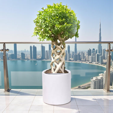 Ficus Benjamina – Cage Shape (1.5-1.8 m) 2