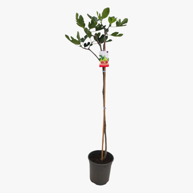Ficus Carica – Fig Tree 1