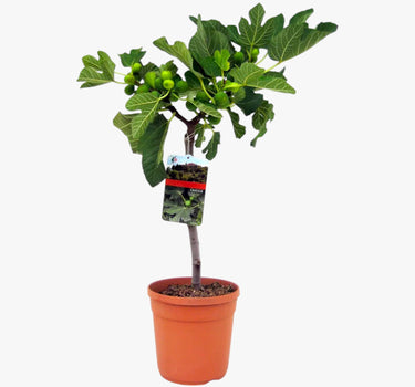 Ficus Carica – Fig Tree 2