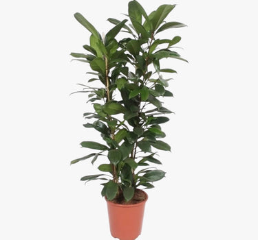 Ficus Cyathistipula – African Fig Tree 1