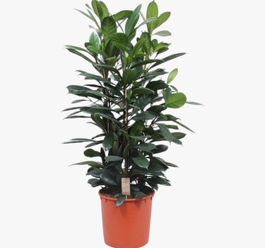 Ficus Cyathistipula – African Fig Tree 2