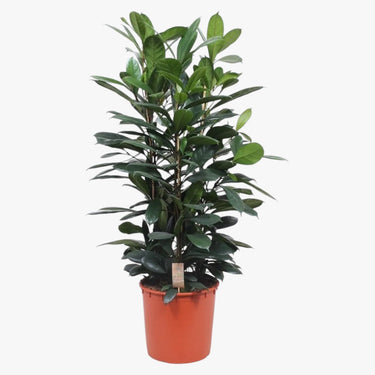Ficus Cyathistipula – African Fig Tree 2