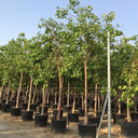 Ficus Religiosa – Sacred Fig Tree 2