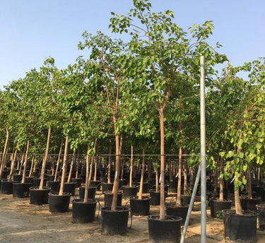 Ficus Religiosa – Sacred Fig Tree 2