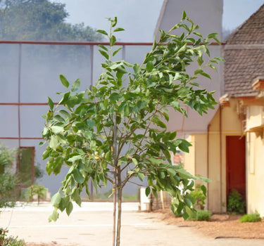 Ficus Altissima – Council Tree
