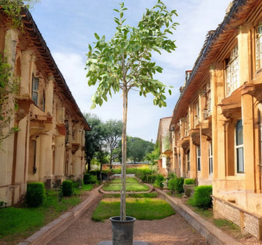 Ficus Altissima – Council Tree