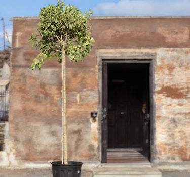 Ficus Altissima – Council Tree