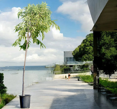 Ficus Amstel Queen – Long Leaf Ficus