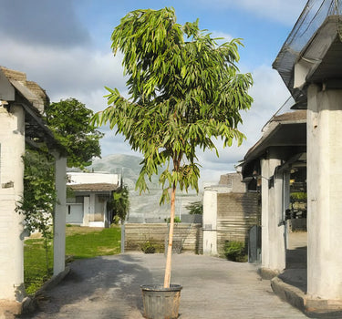 Ficus Amstel Queen – Long Leaf Ficus