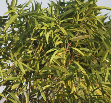 Ficus Amstel Queen – Long Leaf Ficus